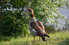 31-Nilgans-063.jpg